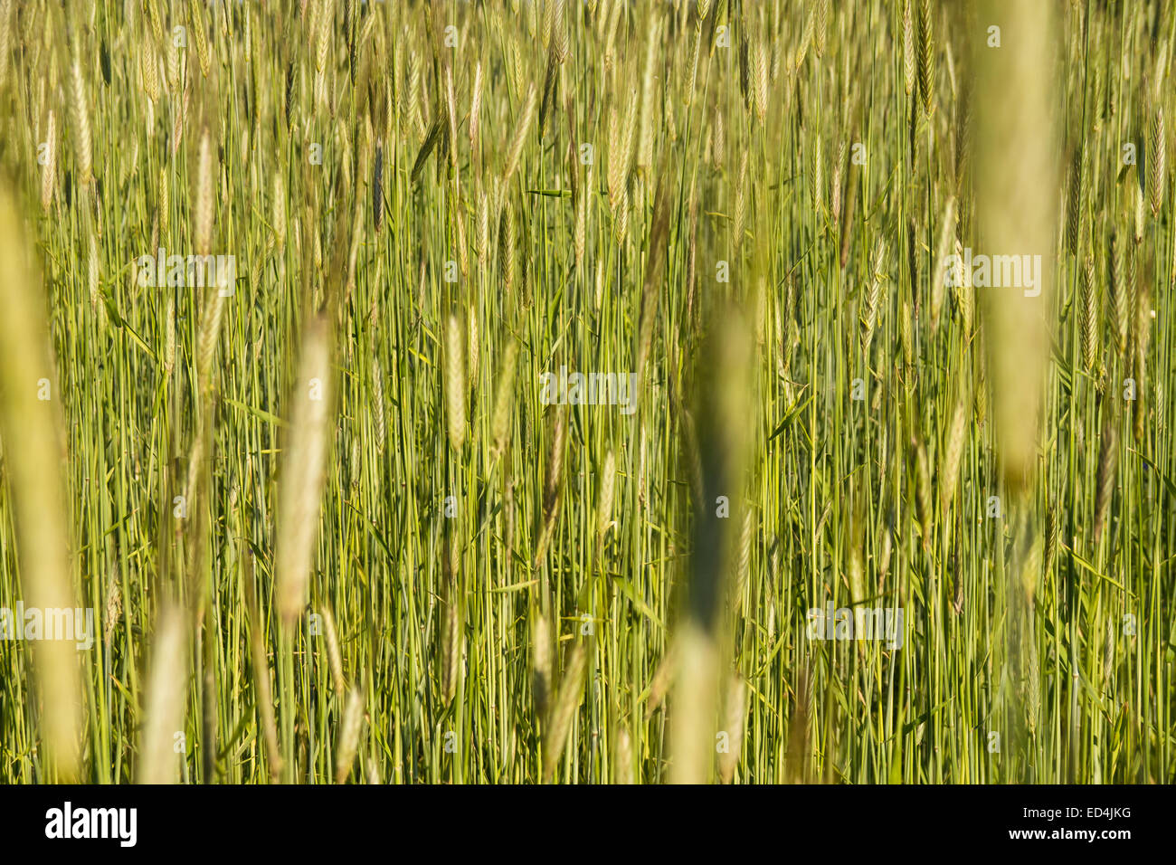 texture of a green barley fied in early summer Stock Photo