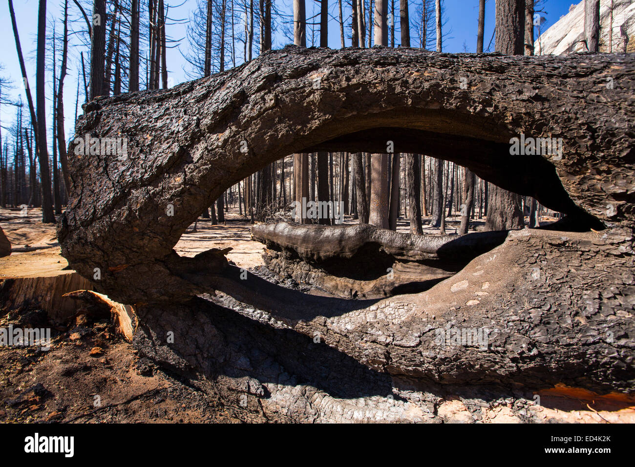 A forest fire destroys an area of forest in the Little Yosemite Valley in the Yosemite National Park, California, USA. Following four years of unprecedented drought, wildfires are becoming increasingly common. This fire was started by a lightening strike. Stock Photo
