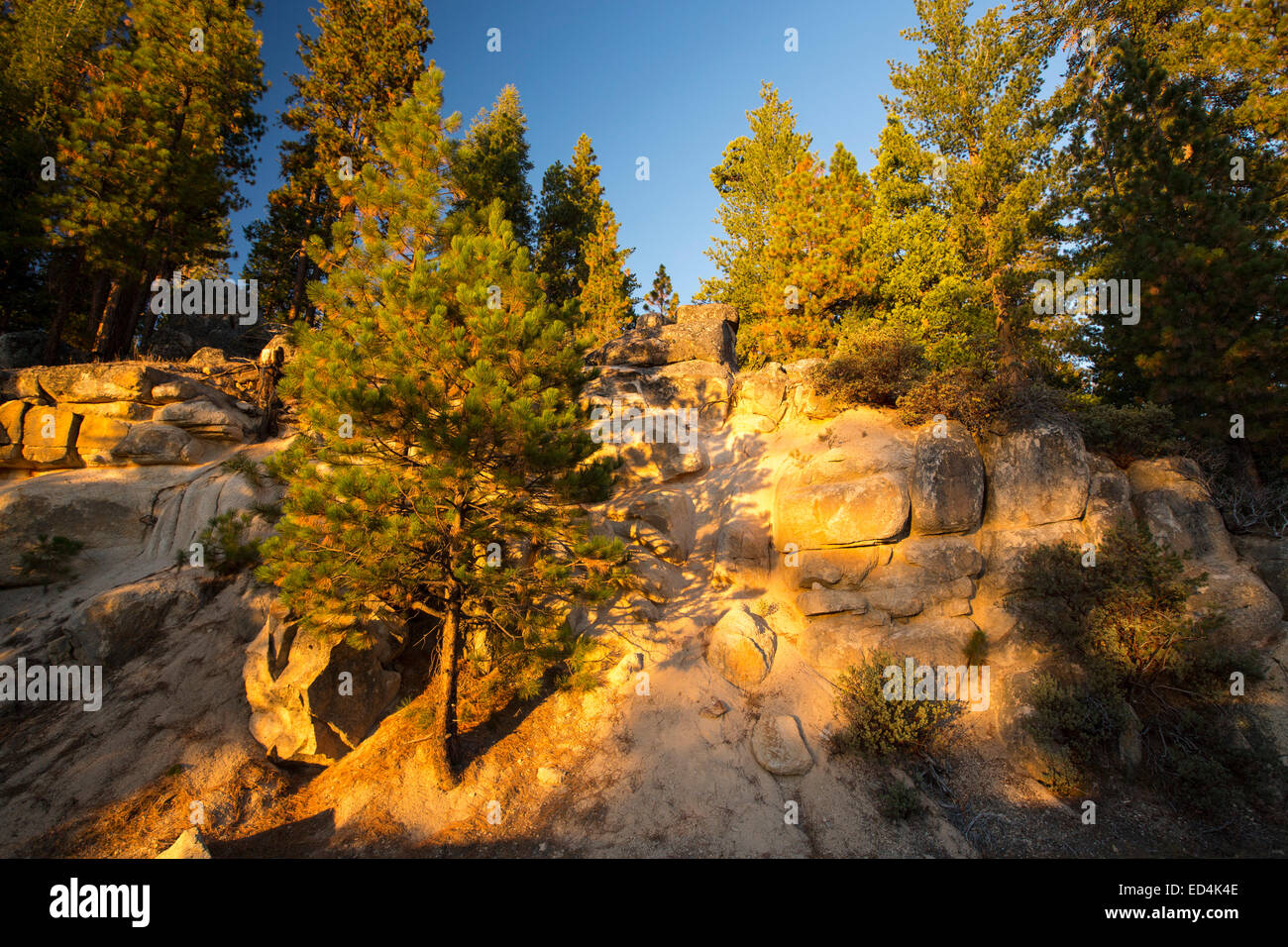 Glowing light at sunset on trees in Yosemite, California, USA. Stock Photo