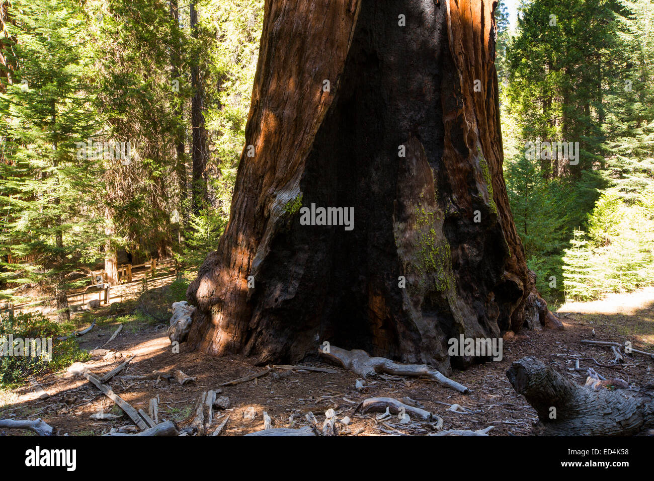 The General Sherman tree a Giant Redwood, or Sequoia, Sequoiadendron giganteum, in Sequoia National Park, California, USA. Stock Photo