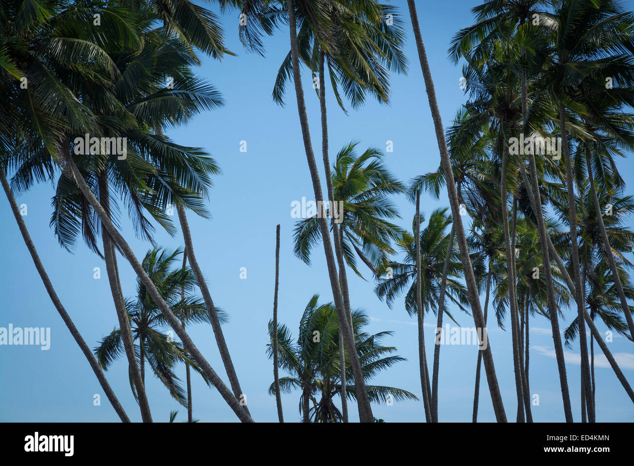 Coconut palms. Coconut palm trees and blue sky. Southern Province, Sri Lanka, Asia. Stock Photo