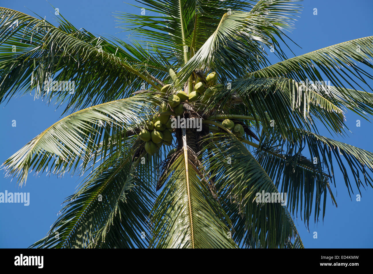 King Coconuts in tree growing in a garden in Southern Province, Sri Lanka, Asia. Stock Photo