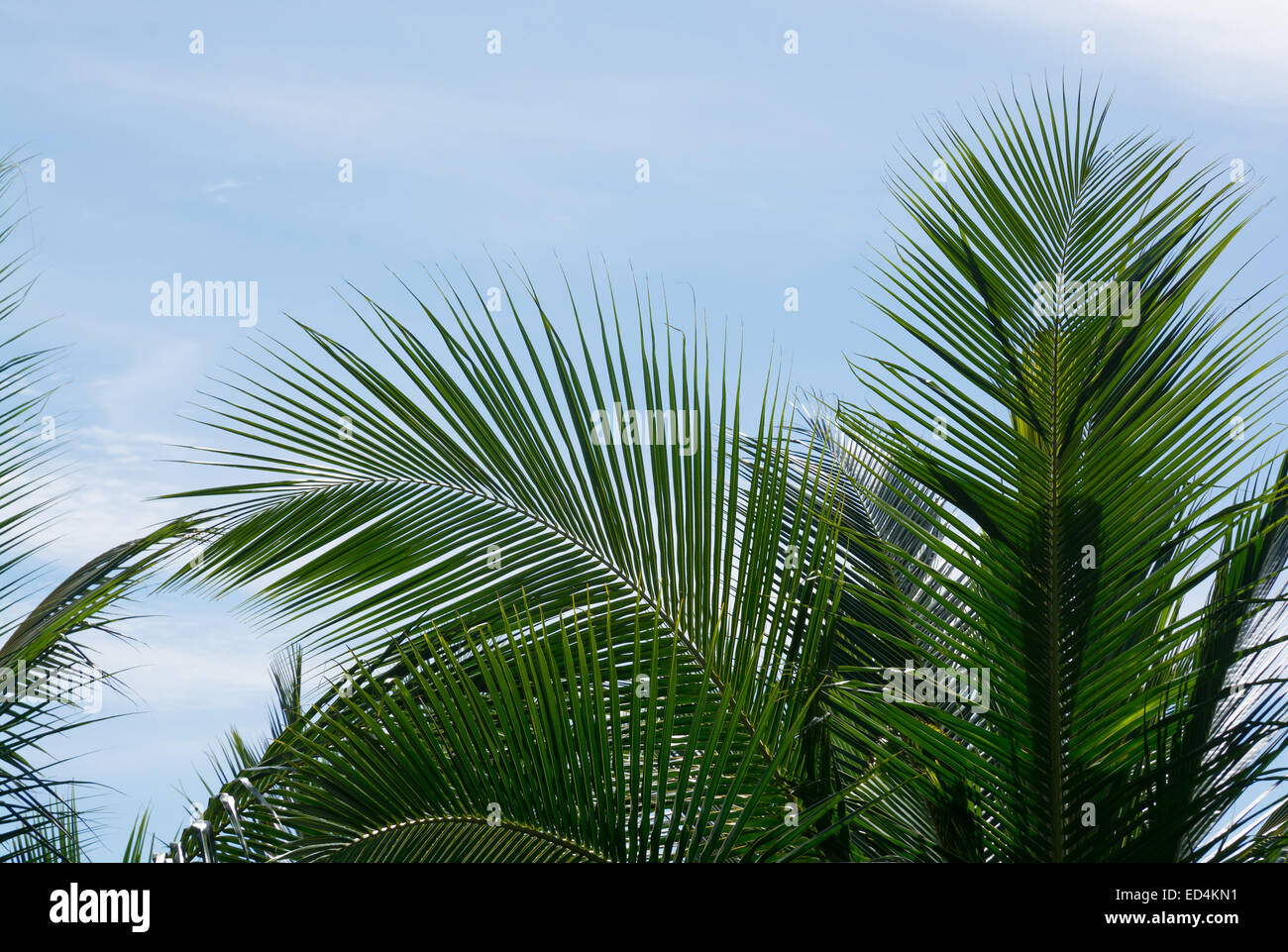 Green coconut palm tree leaves closeup on blue sky, Southern Province, Sri Lanka, Asia. Stock Photo