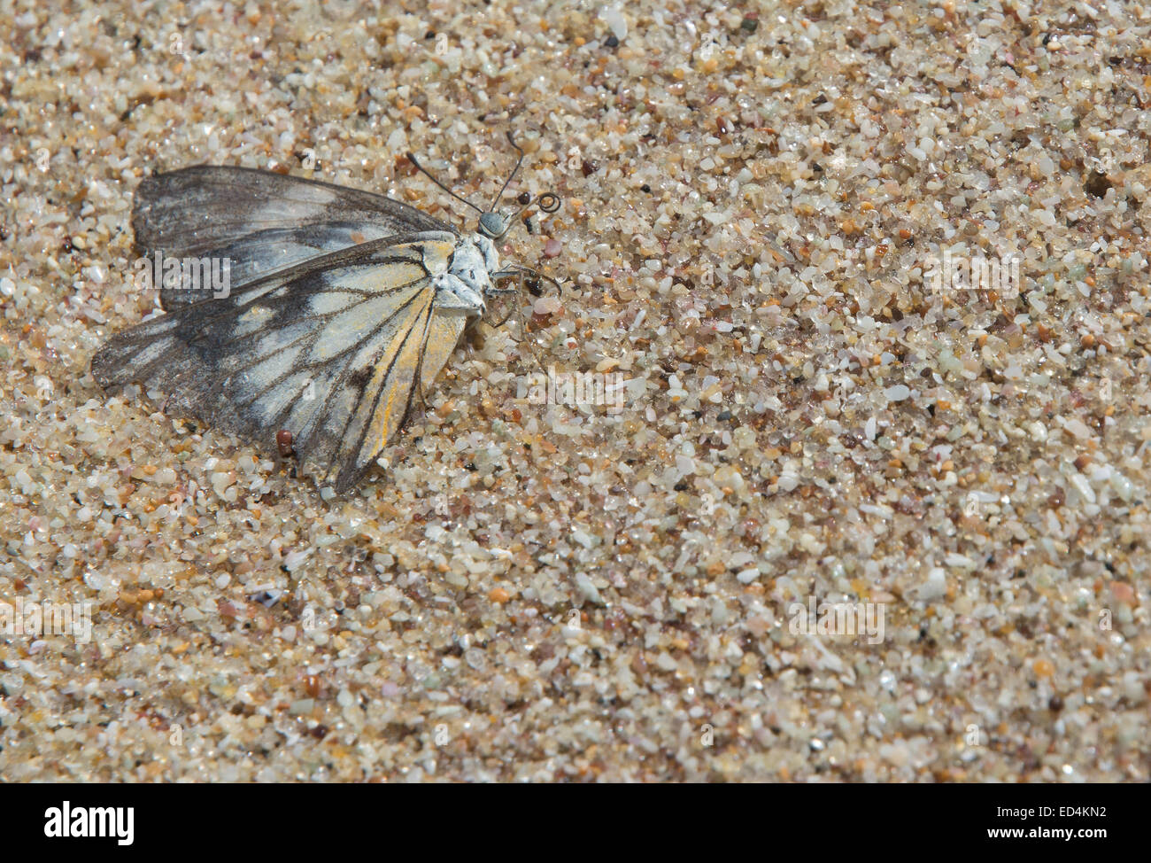 Dead butterfly on sand. Butterfly with black, white and yellow wings and colorful sand grains. Southern Province, Sri Lanka Asia Stock Photo