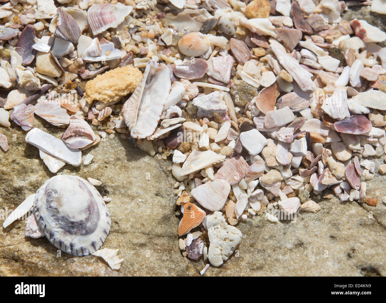 Seashells background, Southern Province, Sri Lanka, Asia. Stock Photo