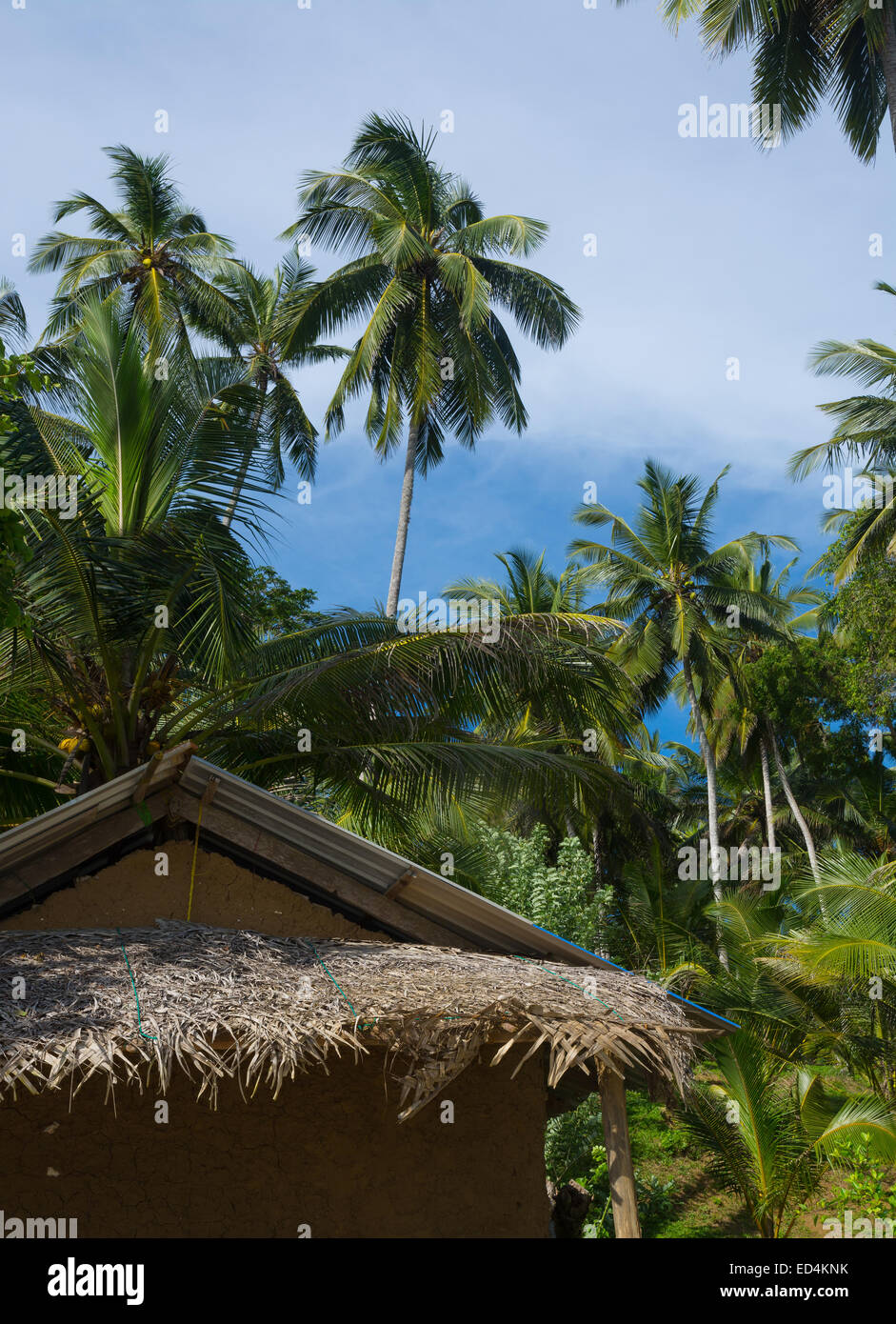 Green and exotic coconut palm tree garden in Southern Province, Sri Lanka, Asia. Stock Photo