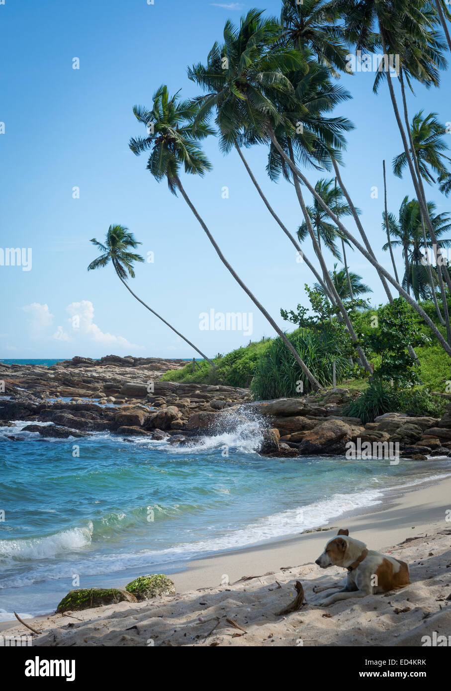 Dog resting on tropical rocky beach with coconut palm trees, sandy beach and ocean. Tangalle, Southern Province, Sri Lanka, Asia Stock Photo