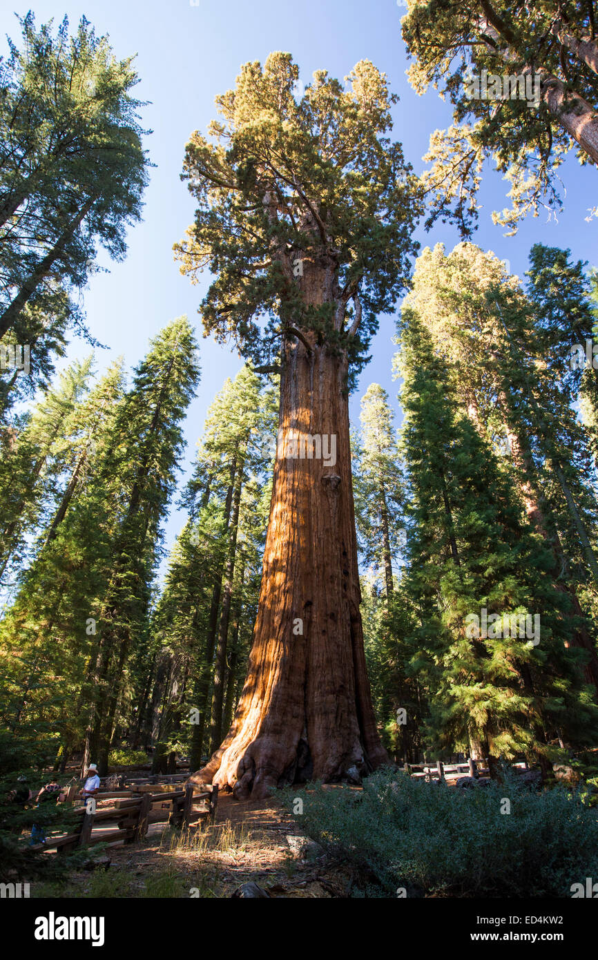 The General Sherman tree a Giant Redwood, or Sequoia, Sequoiadendron giganteum, in Sequoia National Park, California, USA.It is Stock Photo