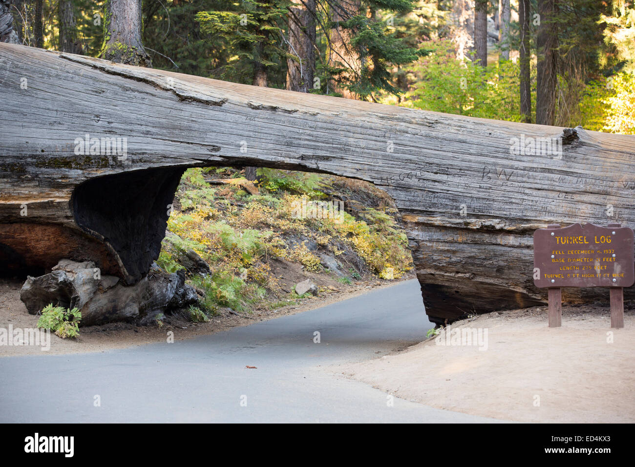 The Tunnel Log a fallen Giant Redwood, or Sequoia, Sequoiadendron giganteum, in Sequoia National Park, California, USA. Stock Photo
