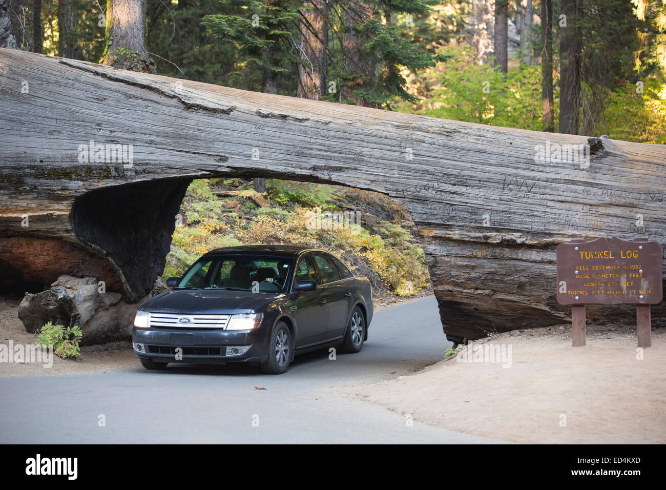 The Tunnel Log a fallen Giant Redwood, or Sequoia, Sequoiadendron giganteum, in Sequoia National Park, California, USA. Stock Photo