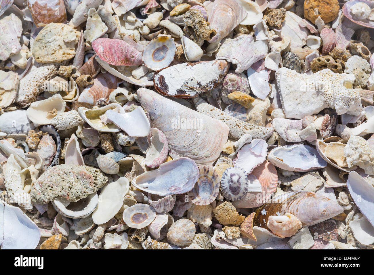 Seashells background, Southern Province, Sri Lanka, Asia. Stock Photo