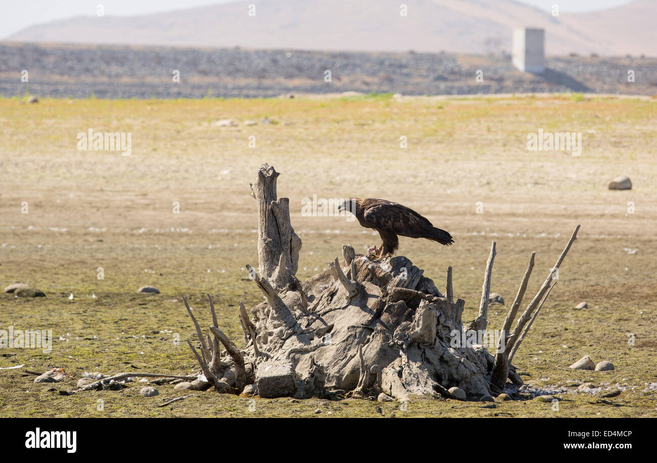 A Golden Eagle That Has Taken An American Coot At Lake