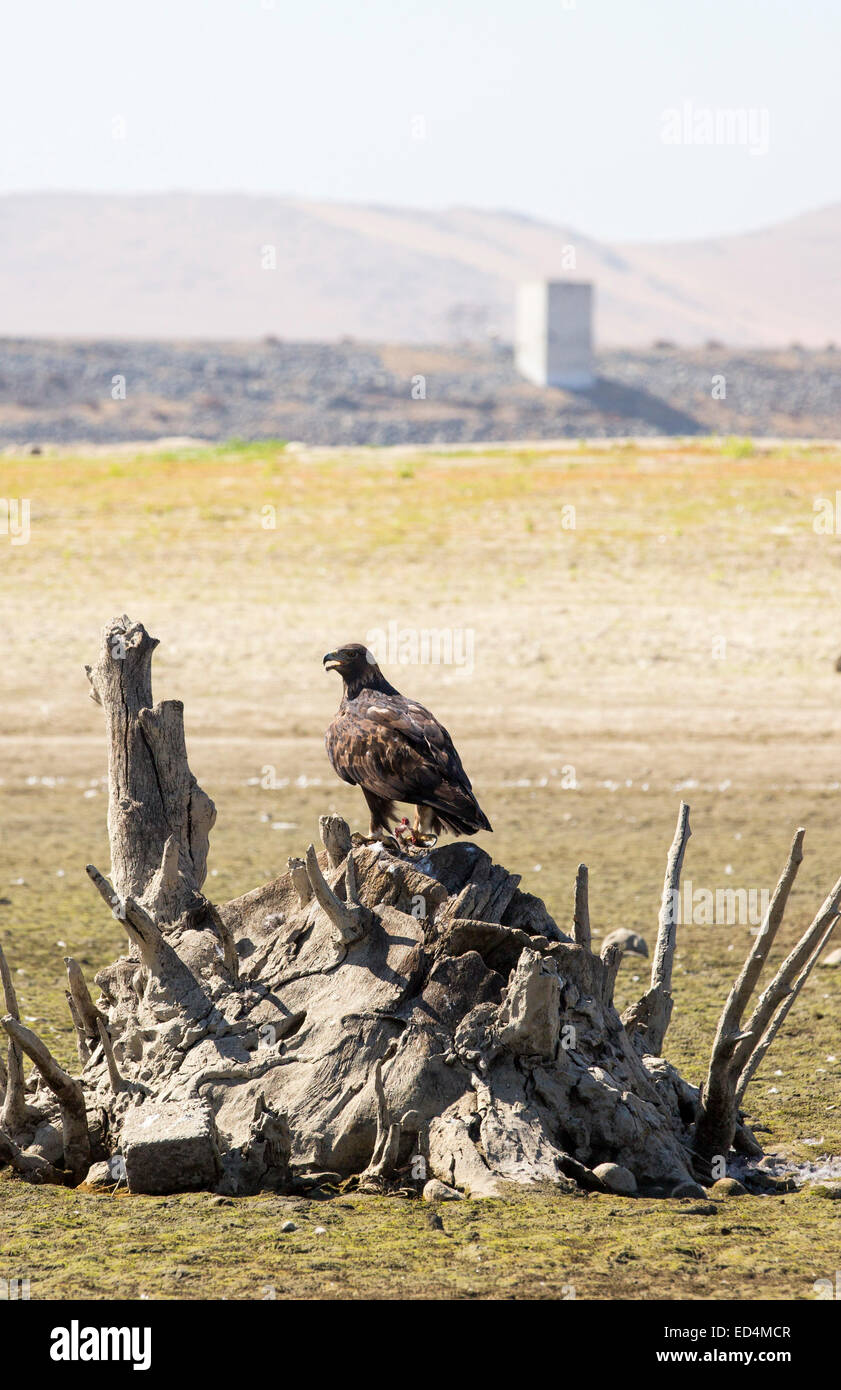 A Golden Eagle That Has Taken An American Coot At Lake