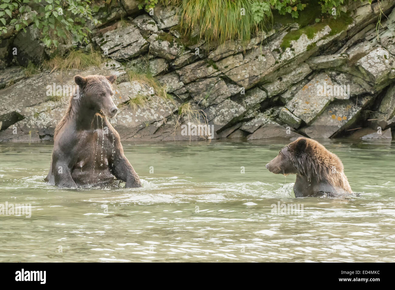 Two Brown Bears Mother and Cub sitting in a river in Katmai National Park Alaska Stock Photo