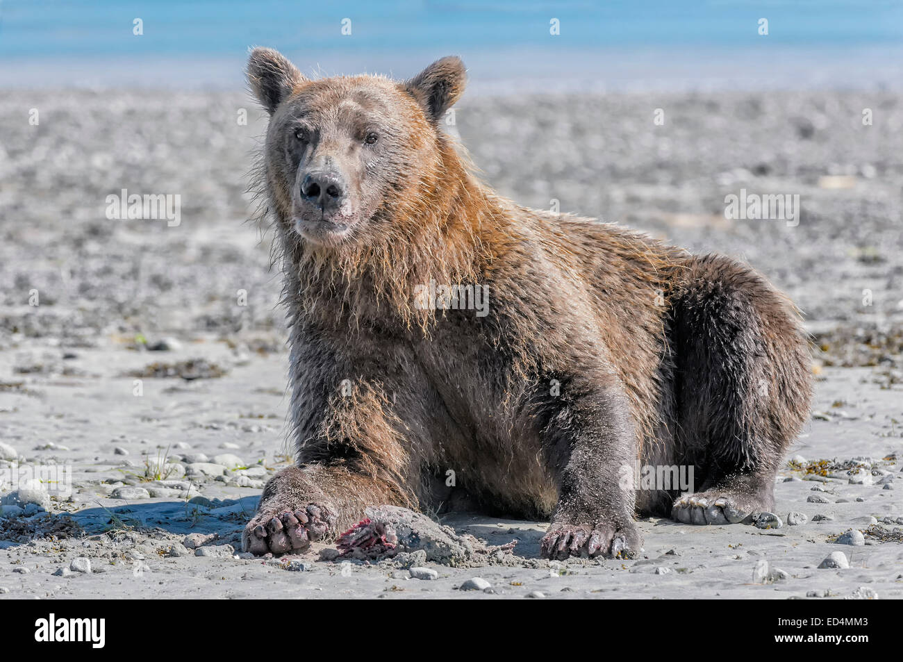 Brown Bear eating salmon on the beach in Hallo Bay Katmai National Park Alaska Stock Photo