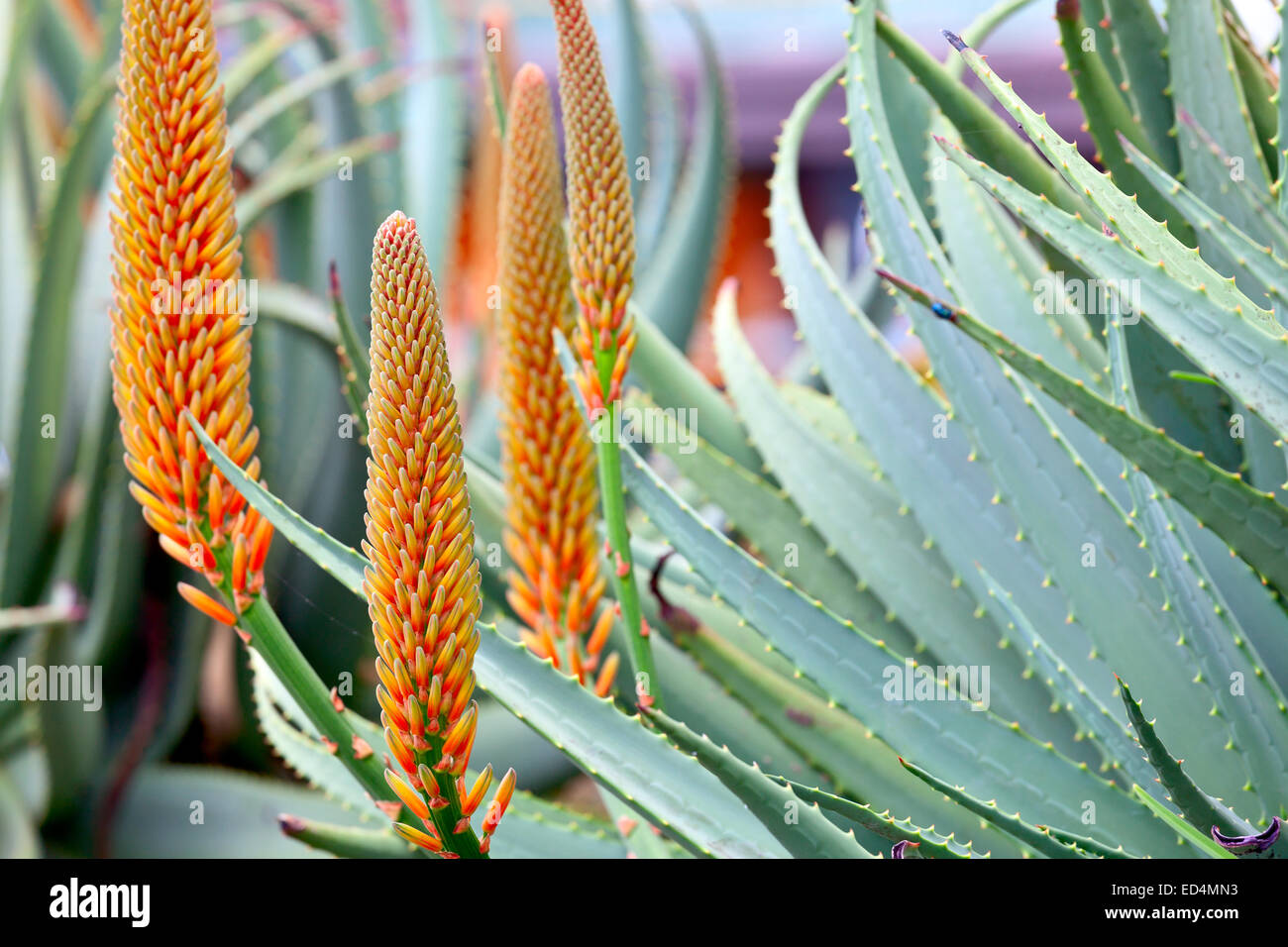 Tenerife canary islands aloe park hi-res stock photography and images -  Alamy