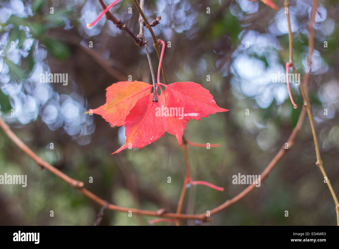 red leaves on tree branch Stock Photo