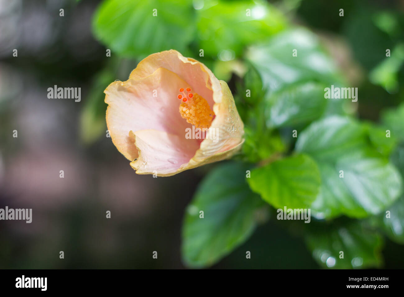 hibiscus flower yellow green bloom opening "copy space Stock Photo Alamy