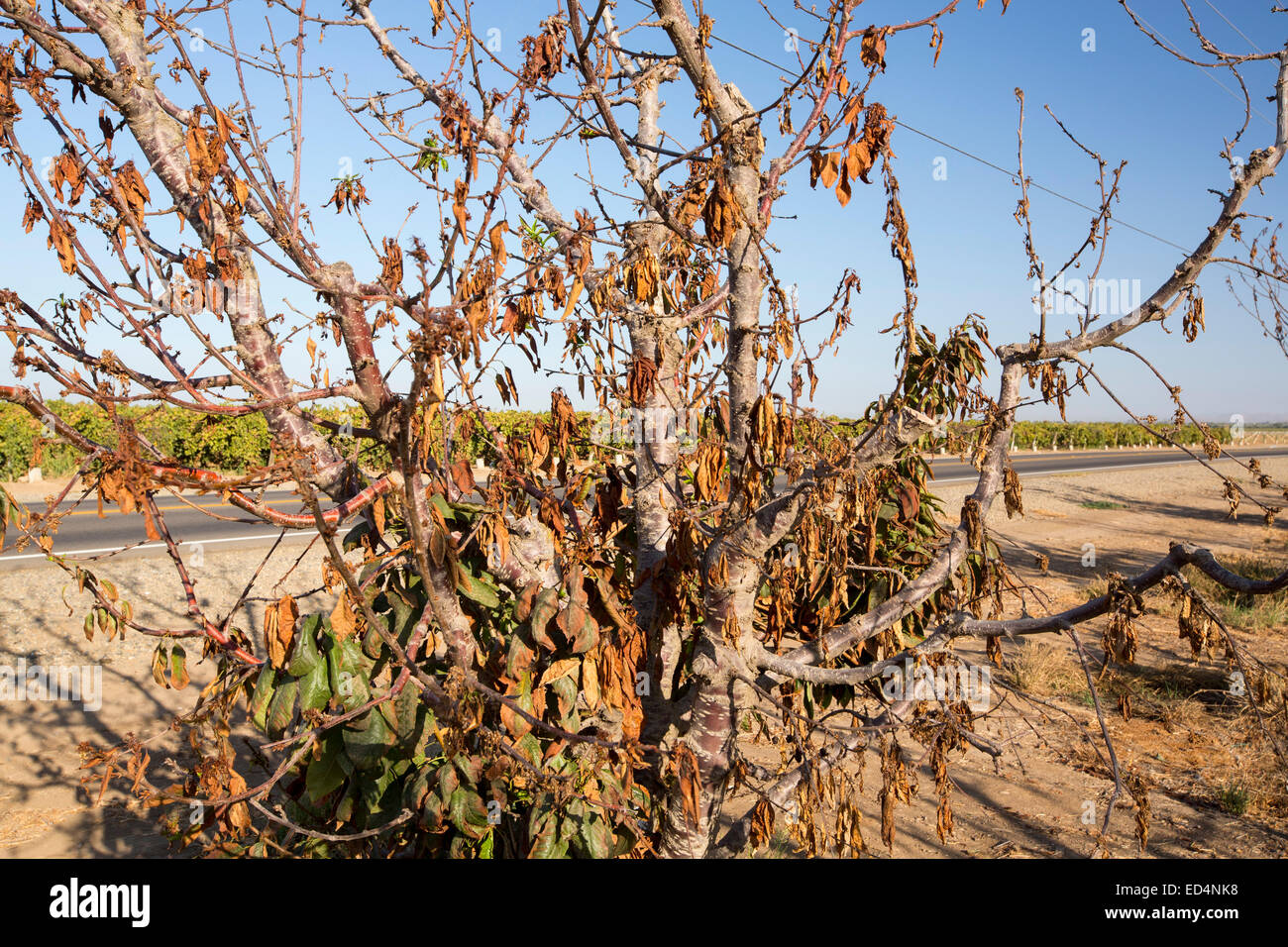 Dying Almond trees that no longer have water to irrigate them near