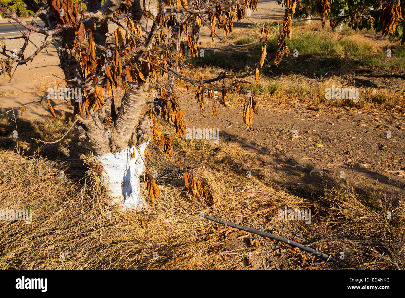 Dying Almond trees that no longer have water to irrigate them near