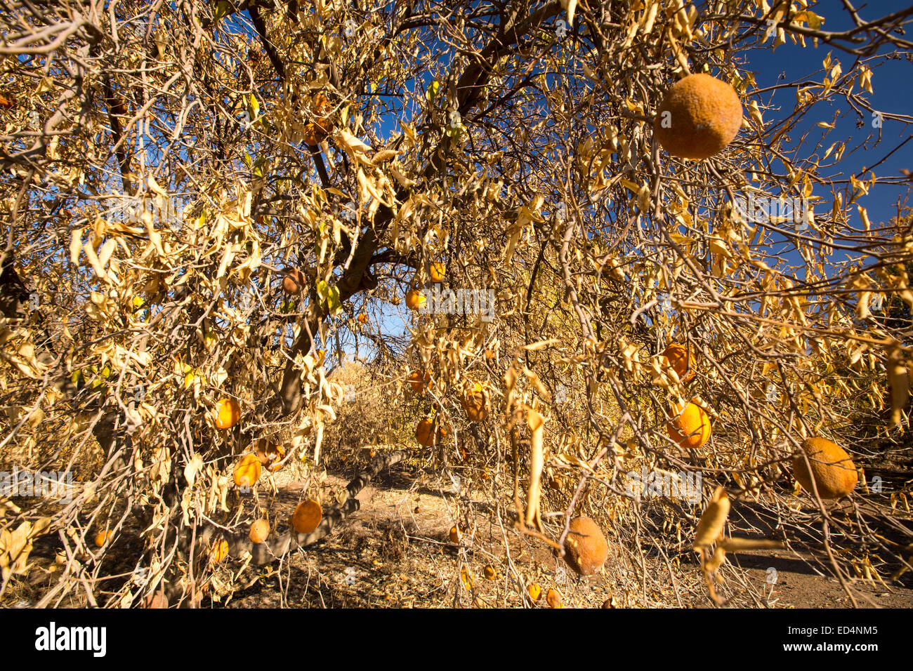 Dying Orange trees that no longer have water to irrigate them near