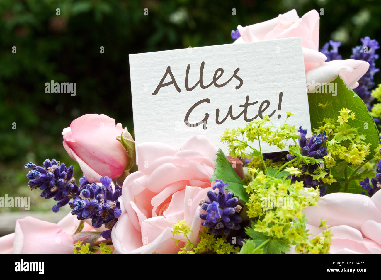 Germanlanguage greeting card with pink roses and lavender Stock Photo