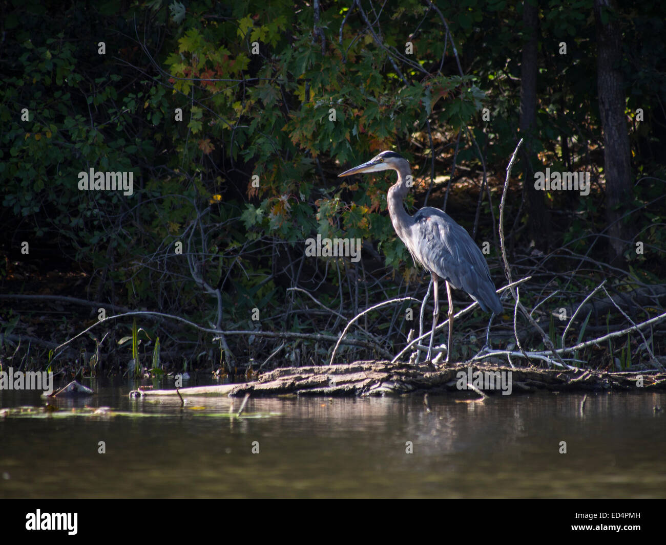 Heron fishing Stock Photo