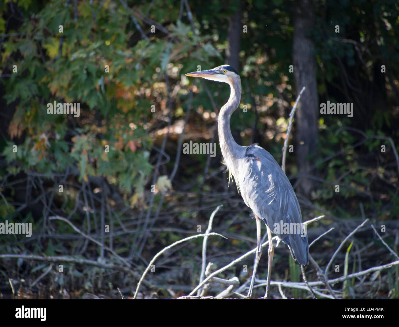 Heron fishing Stock Photo