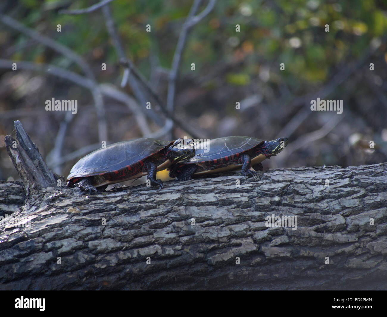 Turtles mating Stock Photo