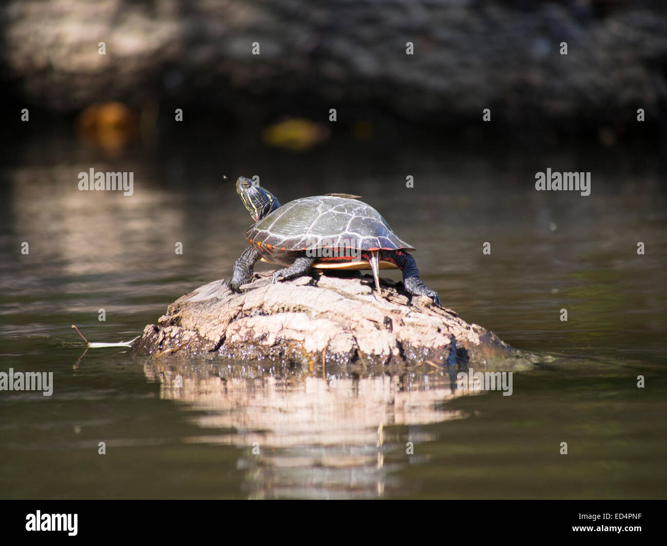 Turtle sun bathing on a rock Stock Photo