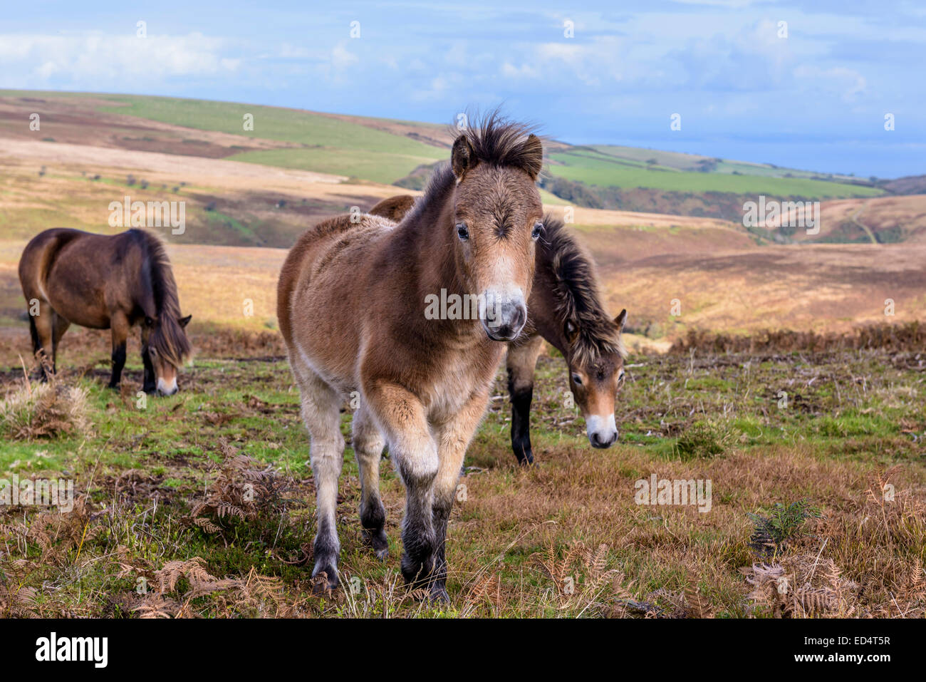 Coming for a close inspection! Stock Photo - Alamy