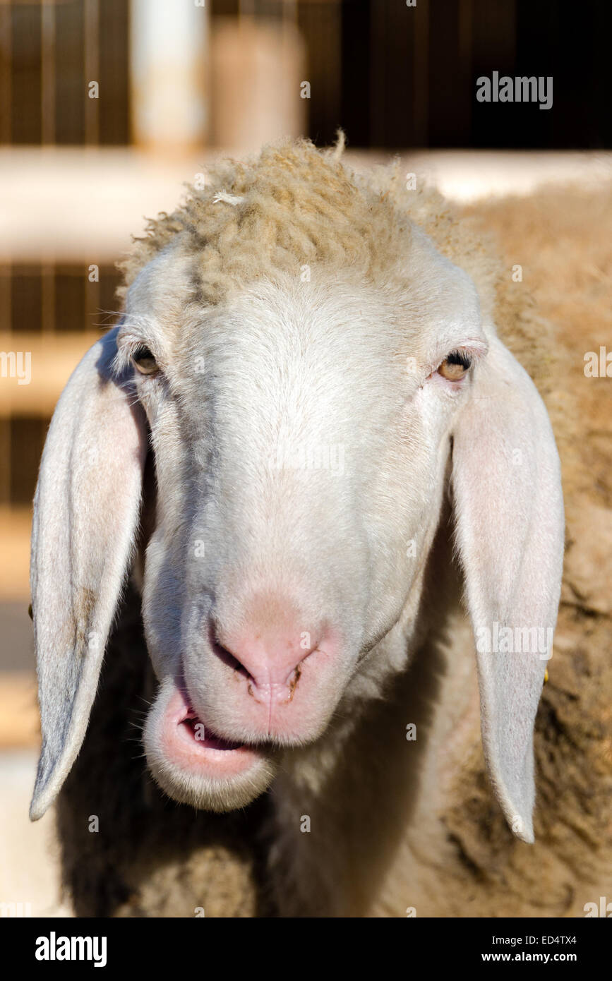 Sheep close up portrait, vertical frame Stock Photo