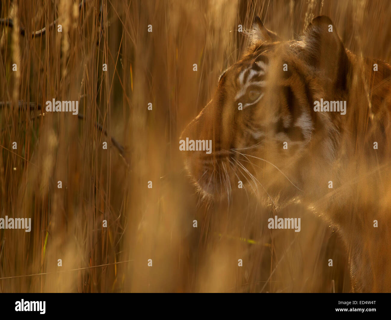 Tiger stalk Stock Photo