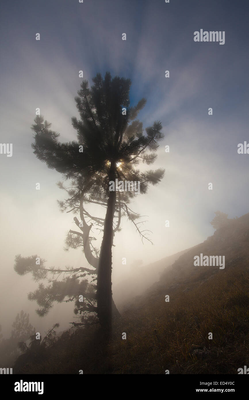 Mountain landscape, trees in the fog, nature Stock Photo - Alamy
