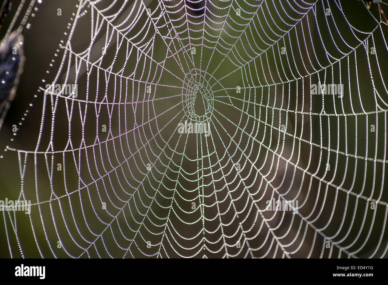 Spider s web hi-res stock photography and images - Alamy