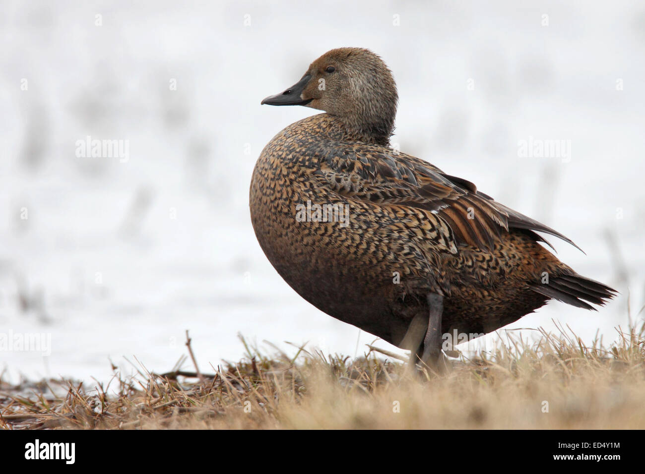 King Eider - Somateria spectabilis - female breeding Stock Photo