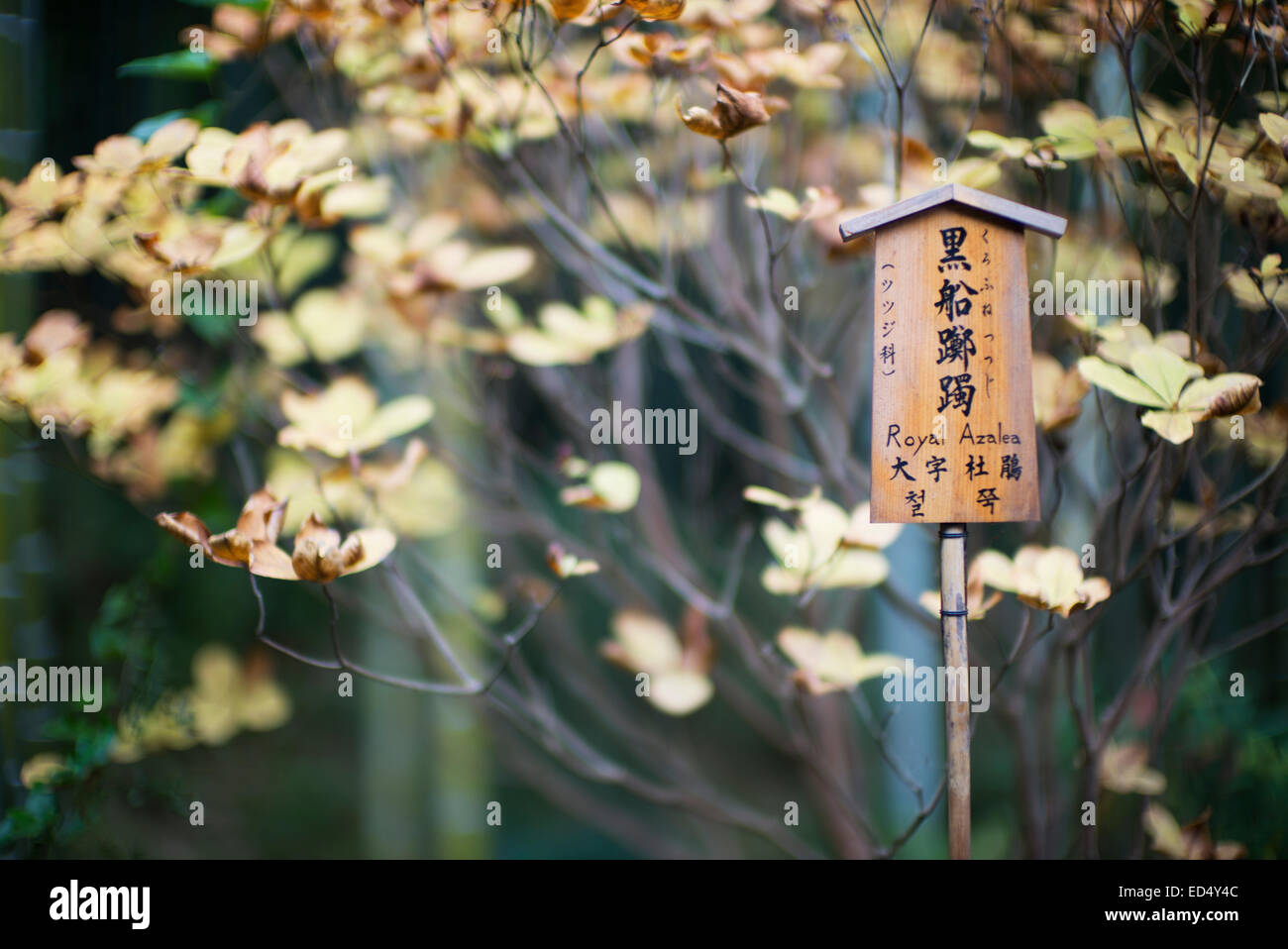 Royal Azalea sign in Japanese garden, Arashiyama, Kyoto, Japan. Stock Photo