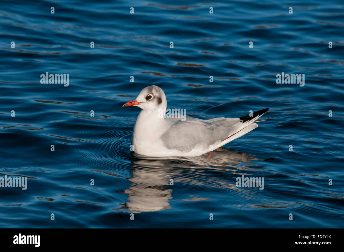 A swimming Black Headed Gull in winter plumage Stock Photo