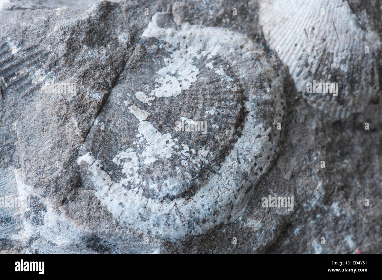 Brachial valve of the Carboniferous brachiopod Productus from Wensleydale, North Yorkshire Stock Photo