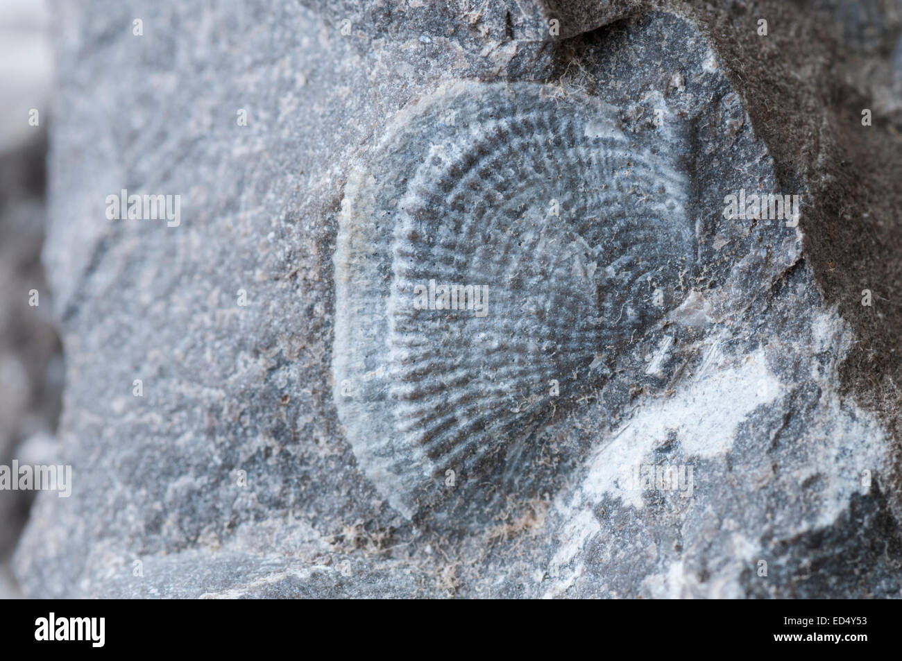 Brachial valve of the Carboniferous brachiopod Productus from Wensleydale, North Yorkshire Stock Photo
