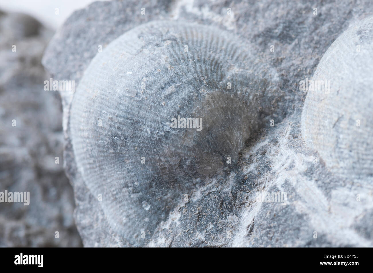 Top shell of the Carboniferous brachiopod Productus from Wensleydale, North Yorkshire Stock Photo
