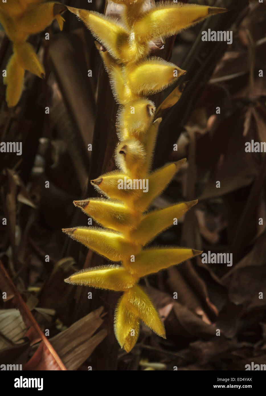 Heliconia xanthovillosa flower growing in the jungles of Hawaii Stock Photo