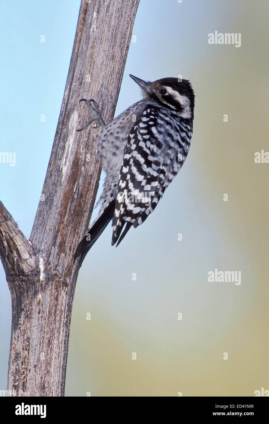 Ladderbacked Woodpecker Picoides scalaris female Stock Photo Alamy