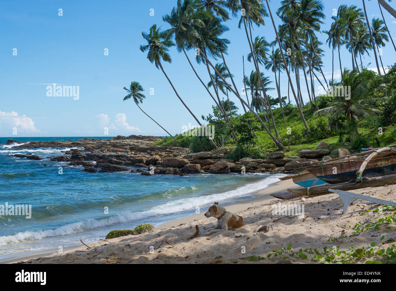 Dog resting on tropical rocky beach with coconut palm trees and fishing boats. Tangalle, Southern Province, Sri Lanka, Asia. Stock Photo