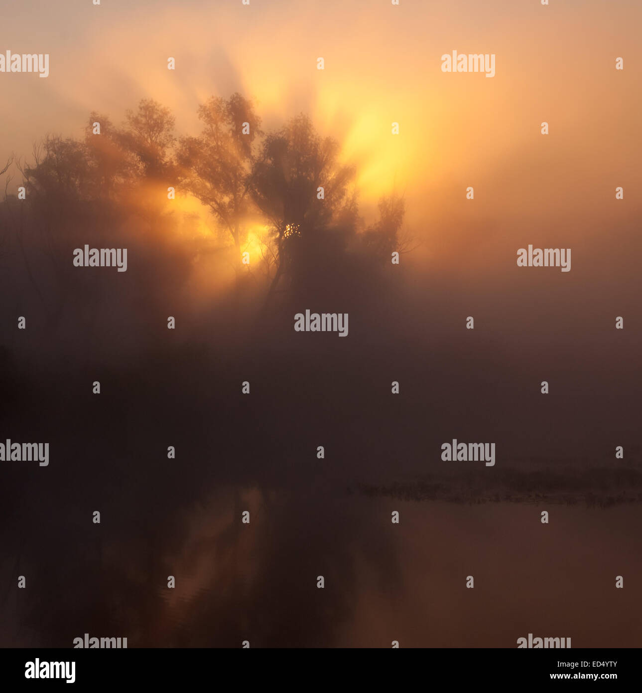 Night forest moonlight beams hi-res stock photography and images - Alamy
