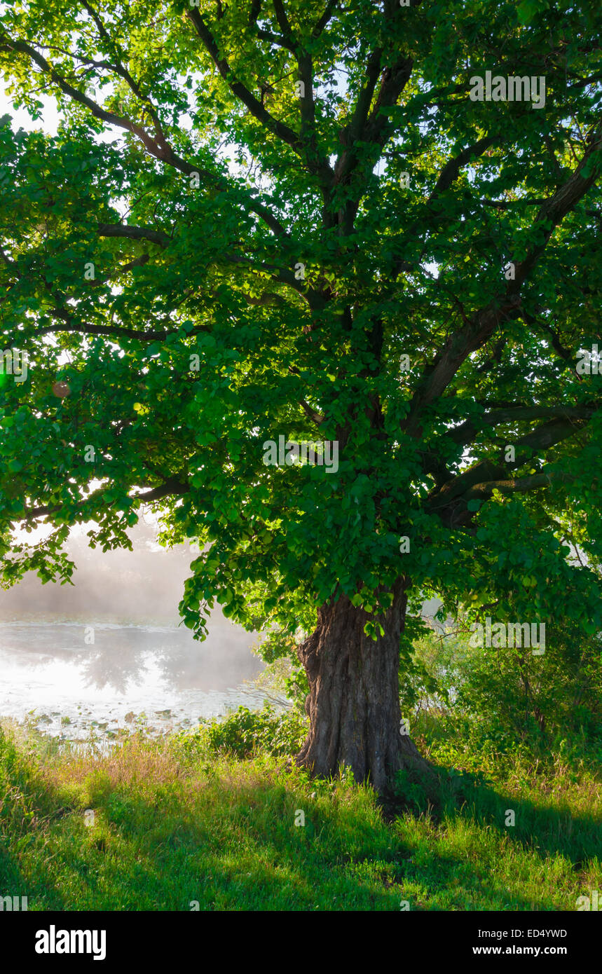 Oak tree in full leaf in summer standing alone Stock Photo - Alamy