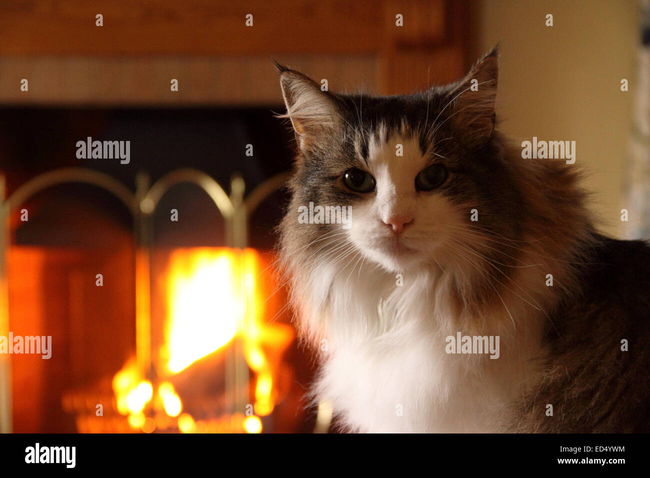 Long haired Norwegian Forest cat sat beside a roaring log fire Stock Photo