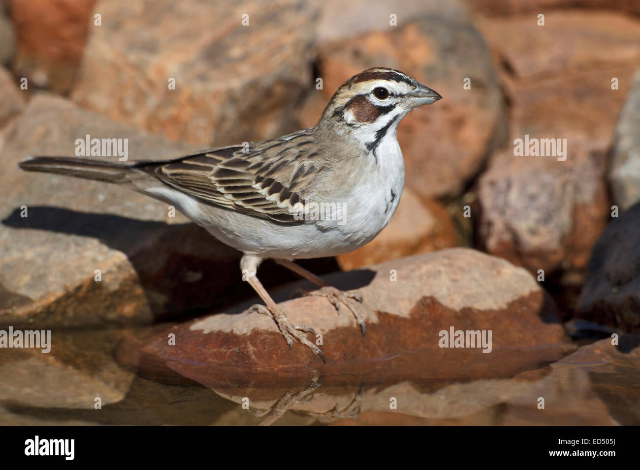 Lark Sparrow - Chondestes grammacus Stock Photo