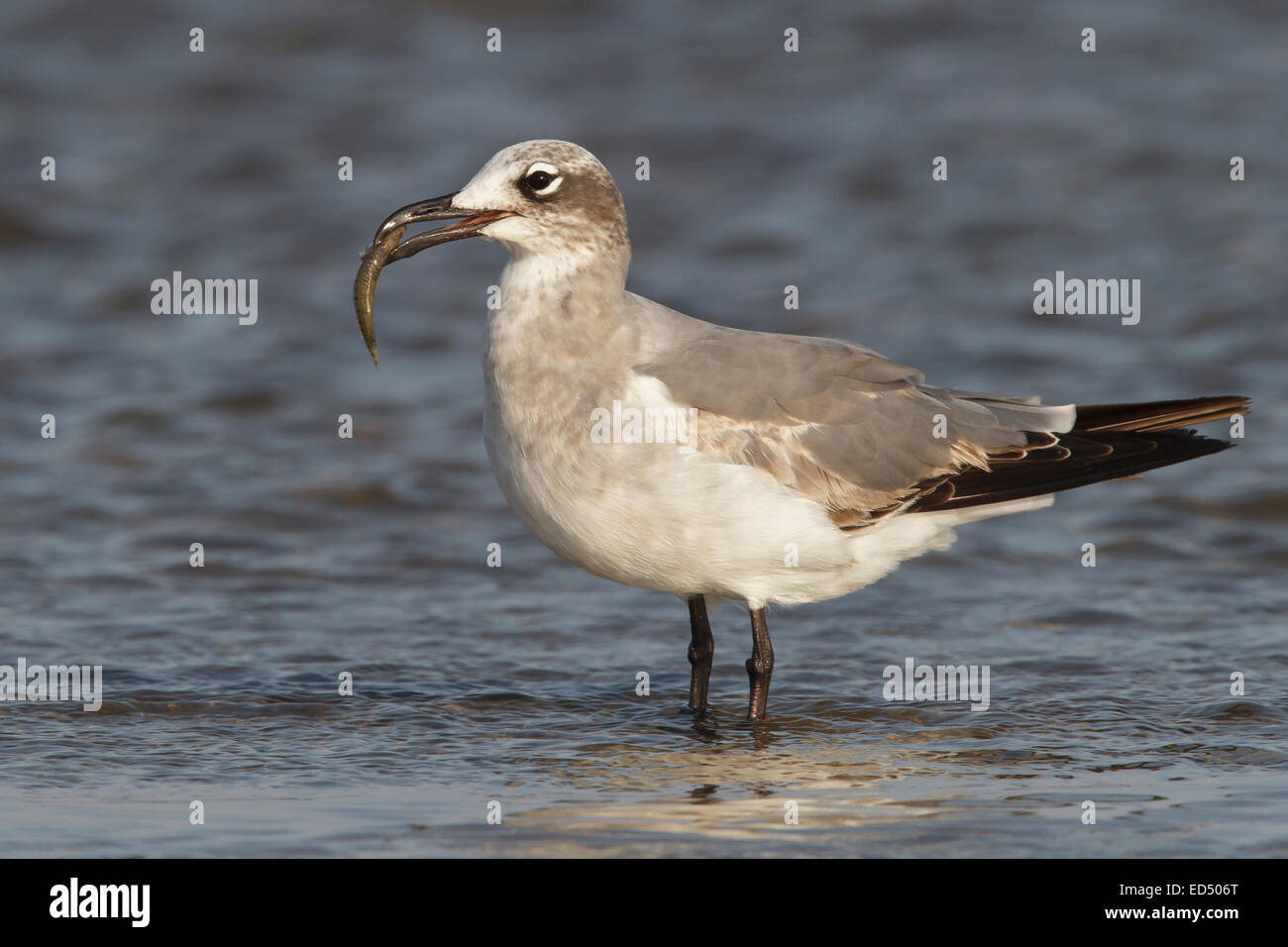Laughing Gull - Larus atricilla - 1st winter Stock Photo