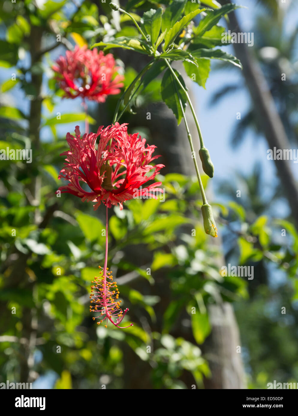 Red Hibiscus (Hibiscus sinensis) in Tangalle garden, Southern Province, Sri Lanka, Asia in December. Stock Photo